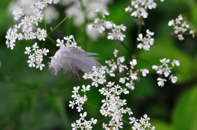 Feder und Blumen