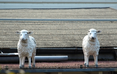Schafe auf dem Dach