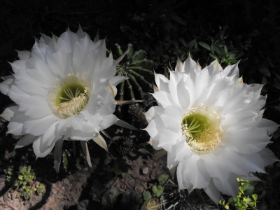 Zwei weiße Blüten