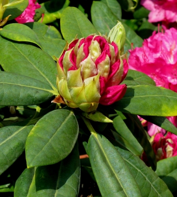 Rhododendron-Knospe 1