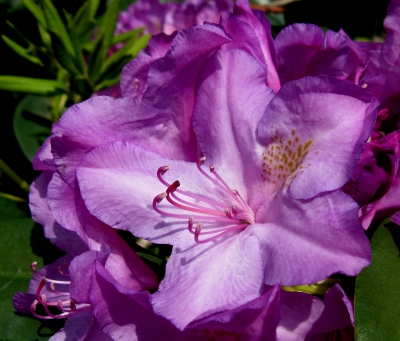 Rhododendron-Blüte (Nahaufnahme)