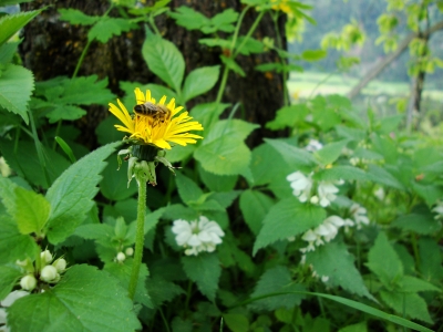 Biene besucht Löwenzahn