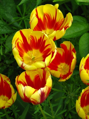 flammende Tulpen