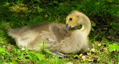 Gänse Küken