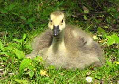 Gänse Küken #2