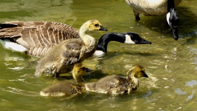 Gänsefamilie