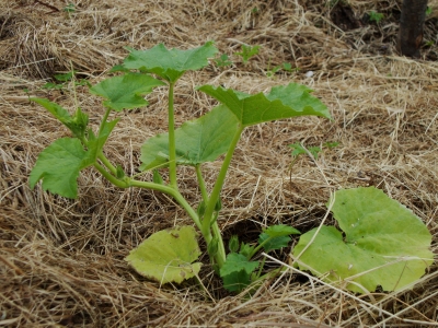 Junge zucchini