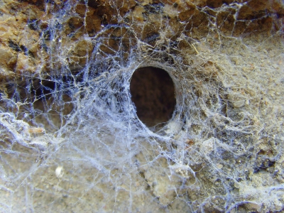 Spinnen-Netz
