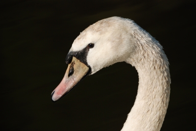 Schwan