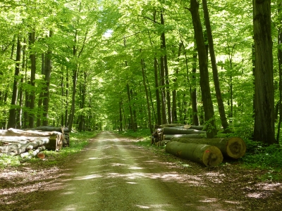 Wandern durch den Frühlingswald.