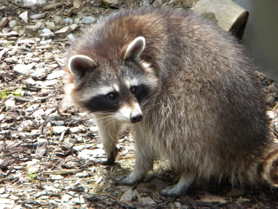 waschbär