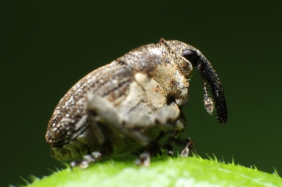 Brennesselrüssler (ca.3mm groß)