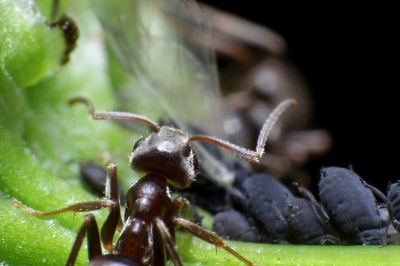 Ameise schaut nach ihren Schützlingen