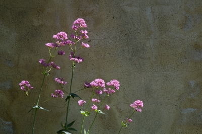 Blumen vor einer Wand