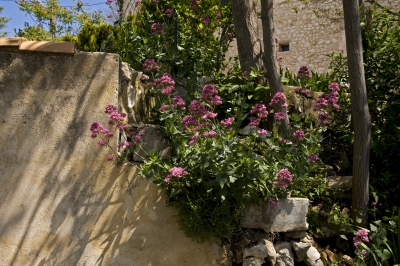 Frühlingsumgebung in der Provence