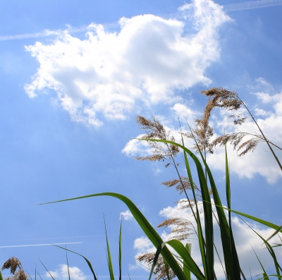 GRÄSER IM WIND