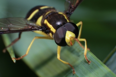 Späte Gelbrandschwebfliege