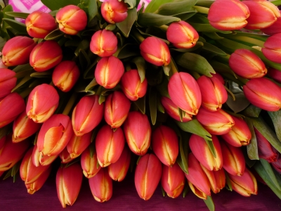 Tulpen