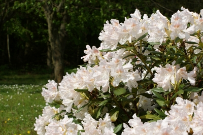 Rhododendronblüten weiss