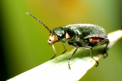 ubekannter Käfer