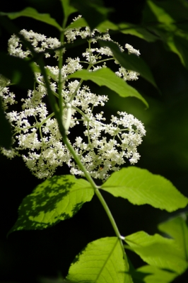 Hollunderblüten