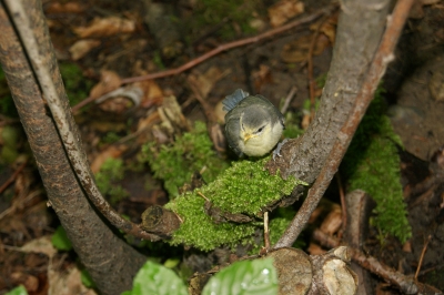 Jungvogel