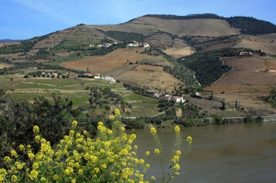 Weinanbaugebiet am Douro, Portugal