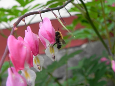 Fleißiges Bienchen