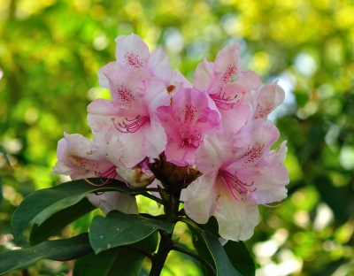 Rhododendron