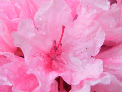 Rhododendronblüte 3