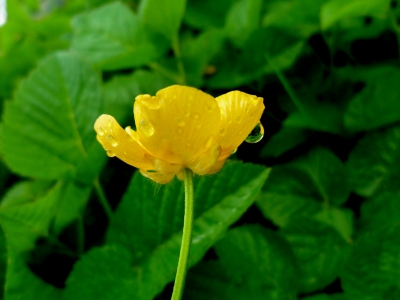 butterblume nach der dusche