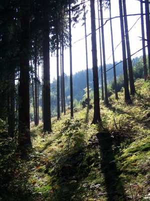 Sonnenaufgang im Wald