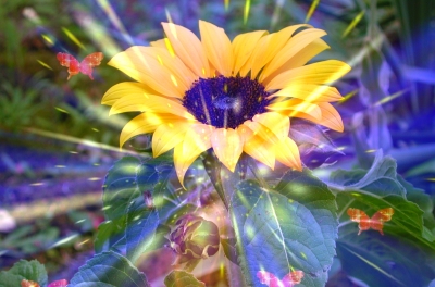etwas andere Sonnenblume