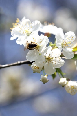 Bienchen auf Kirschblüte