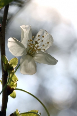 Kirschblüte im Gegenlicht