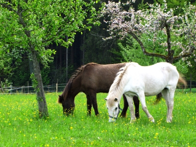 Friedliches Fressen