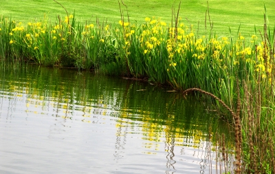 Gelbe Lilien am Teich