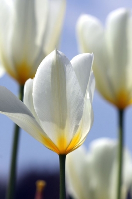 Weiße Tulpen I