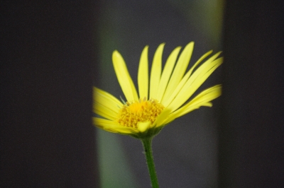 Das Gelb der Blume