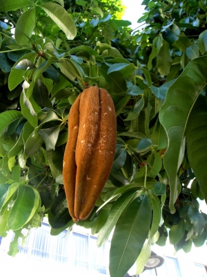 Die Frucht des Kakaobaumes