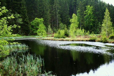 Frühlingsgrün am Buhlbachsee