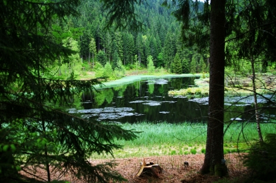 NSG Buhlbachsee im Schwarzwald 2