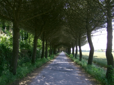 Pinienallee bei Bibione