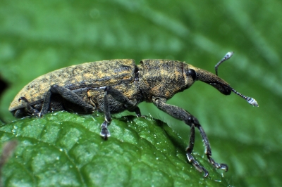 Rüsselkäfer (Lixus angustatus)