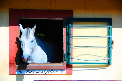 Schimmel am Fenster