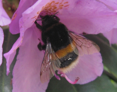 Fleißige Hummel (Makro)