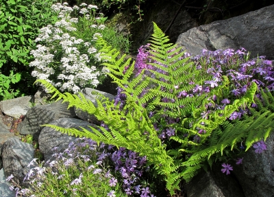 Wilder Farn im Steingarten