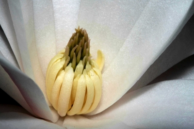 Innenlebeneiner Magnolie