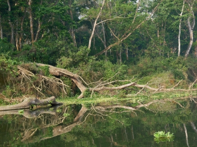 Dschungelfluss (Nepal)
