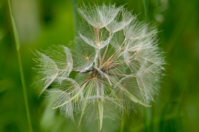 noch ne pusteblume...wiesenbocksbart...